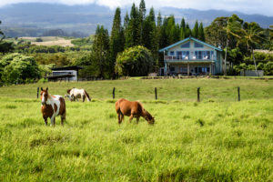Horses in pasture in front of the barn