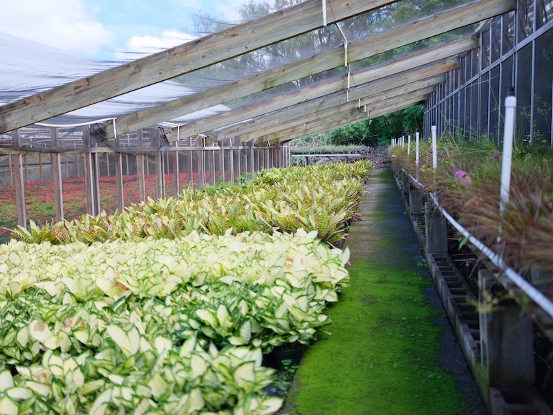 Bromeliads cultivation in a green house space in Kula Maui