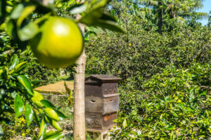 Citrus in the foreground with an apiary in the background