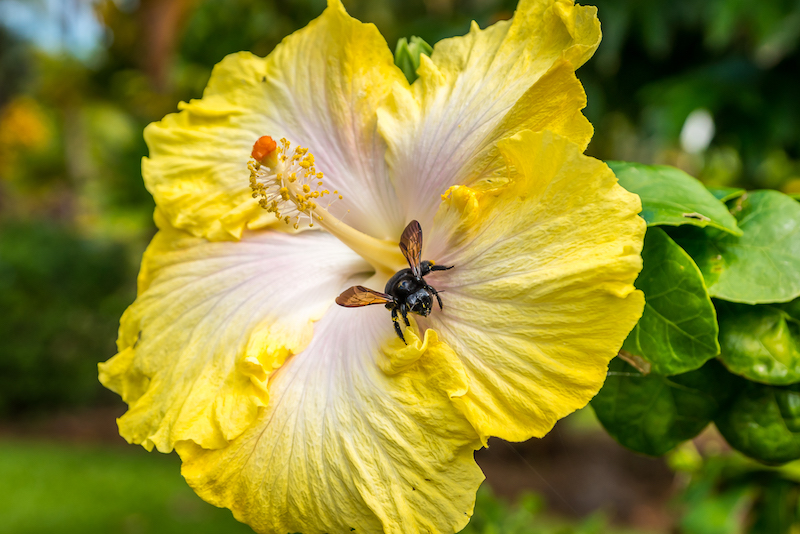 A bee pollinating a rare variety of hibiscus at Manawai Gardens.