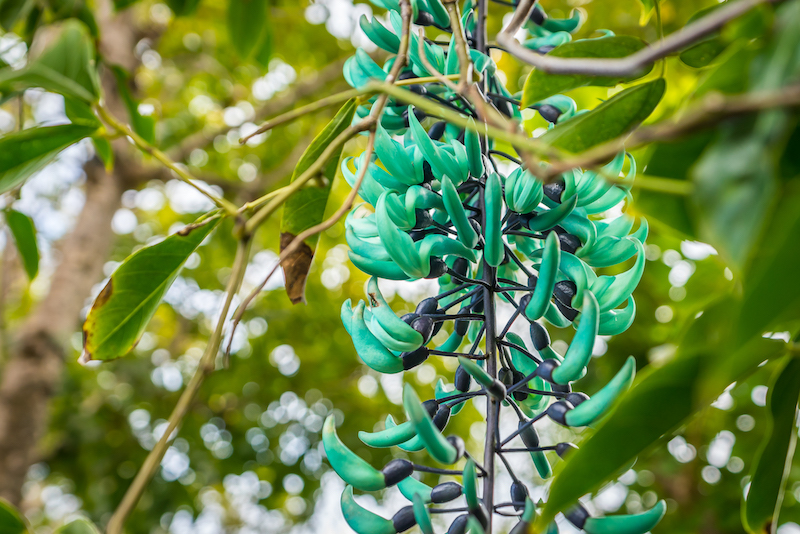 A jade vine at Manawai Gardens